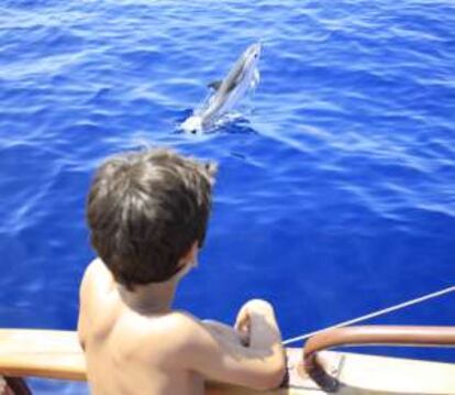 Un delfín listado frente a la costa de Murcia.