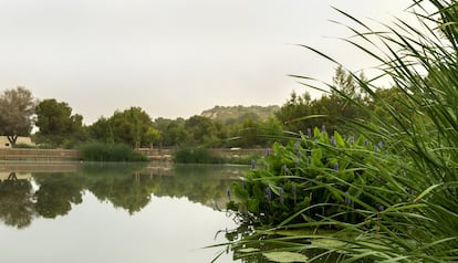 En el Parque de El Recorral, en Rojales (Alicante), Hidraqua, parte del grupo Veolia, ha apostado por crear una zona húmeda artificial con agua regenerada que, a su vez, evita vertidos al medio en episodios de lluvias torrenciales.