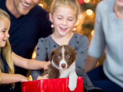 Regalar animales en Navidad