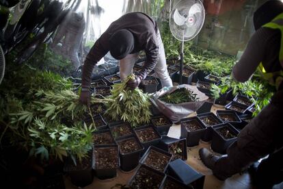 2/8/2016 FOTO: PEPE MARIN
REDADAS DEL SERVICIO DE INVESTIGACION DE LA GUARDIA CIVIL DE GRANADA CONTRA EL CULTIVO Y VENTA DE MARIHUANA .
GRANADA ESTA CONSIDERADA COMO  EL PRINCIPAL FOCO DE CULTIVO Y VENTA DE ESTA DROGA EN ESPAÑA Y UNA DE LAS PRIMERAS A NIVEL INTERNACIONAL.
EN LA FOTO , LOS AGENTES DURANTE UNA OPERACION EN LA LOCALIDAD E ATARFE (GRANADA)