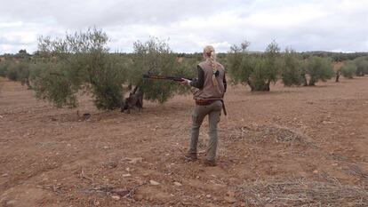 Un cazador en un olivar en la provincia de Jaén durante el estado de alarma.