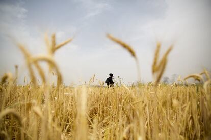 Un hombre Ultra Ortodoxo judío cosecha trigo antes de la festividad de Shavuot, en un campo de la comunidad israelí de Mevo Horon.