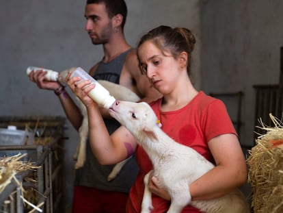 Prácticas de veterinaria de la Universidad de Zaragoza en una granja de Cubel, un pueblo de menos de 3.000 habitantes en la comarca del Campo de Daroca.