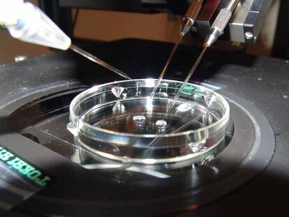 Proceso de fecundaci&oacute;n in vitro