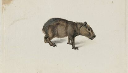 Acuarela de um capibara desenhado por Frans Pós em sua viagem à colônia holandesa no Brasil.