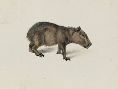 Acuarela de um capibara desenhado por Frans Pós em sua viagem à colônia holandesa no Brasil.