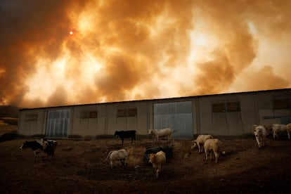 Vista de una finca con vacas durante el incendio en Villanueva de la Sierra, Zamora.