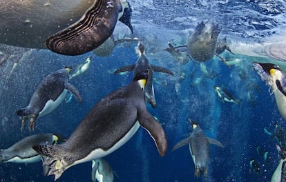 Bandada de pingüinos emperador en las aguas del mar de Ross.