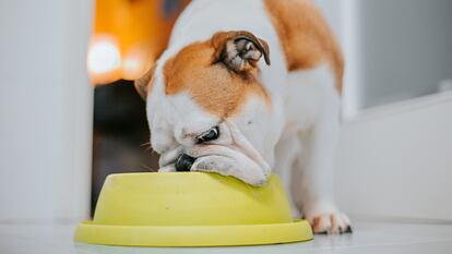 Un perro come de su plato.