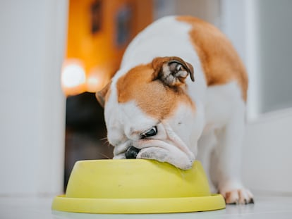 Un perro come de su plato.