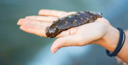 El pepino de mar está considerado un manjar en China y otros países asiáticos.