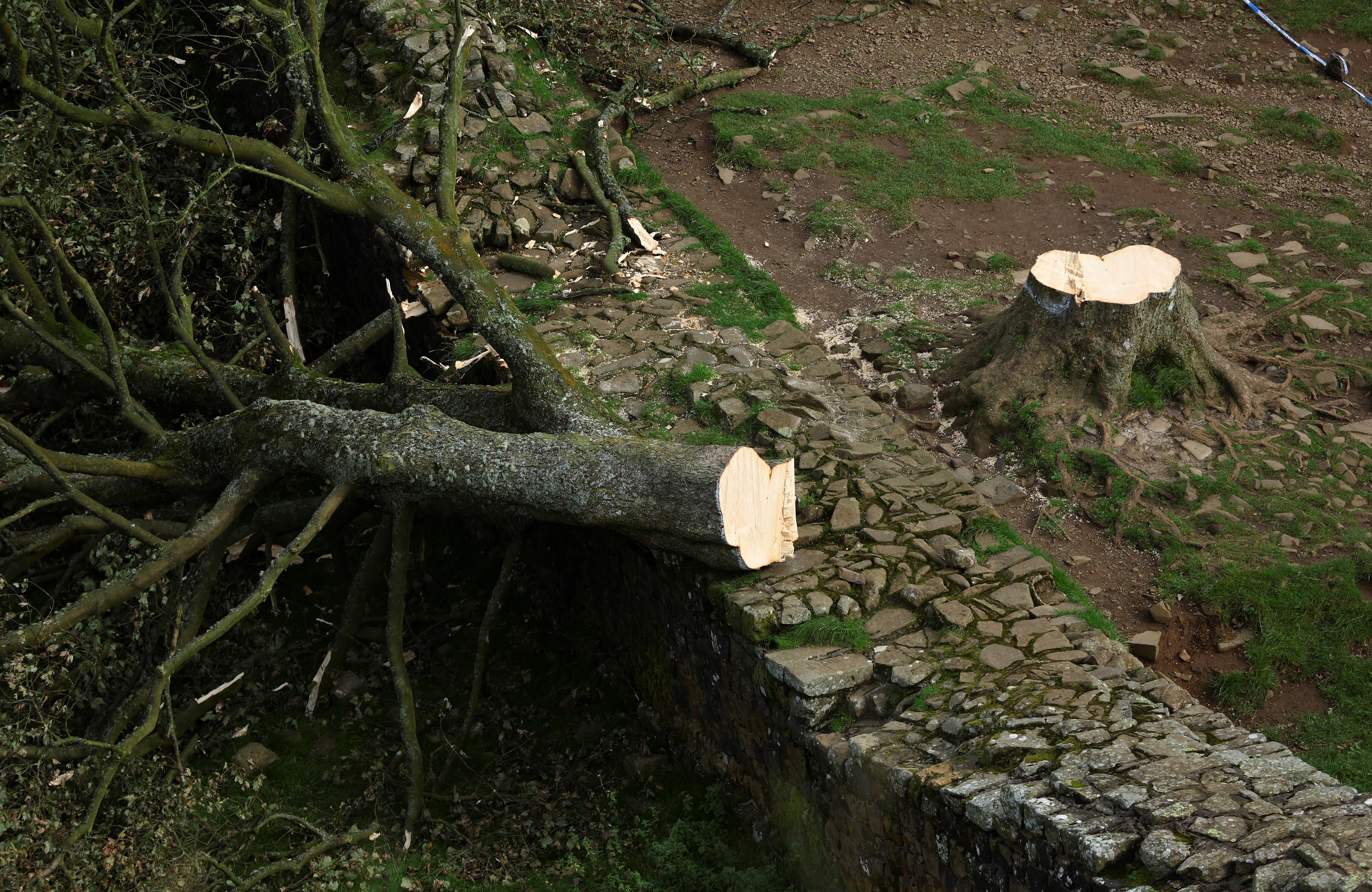 Detalle del árbol 'Sycamore Gap', del que solo ha quedado la base, después de que haya sido talado por un adolescente.