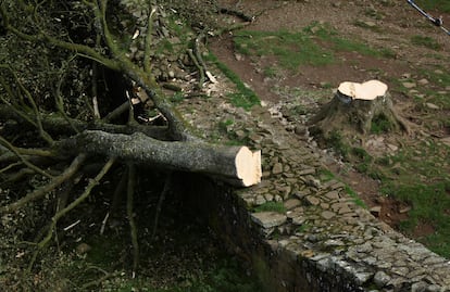 Detalle del árbol 'Sycamore Gap', del que solo ha quedado la base, después de que haya sido talado por un adolescente.