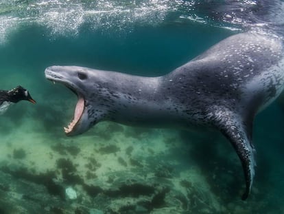 Soy una foca, no un monstruo
