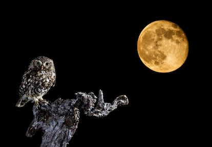 Un mochuelo comienza su jornada con las primeras luces de la luna.