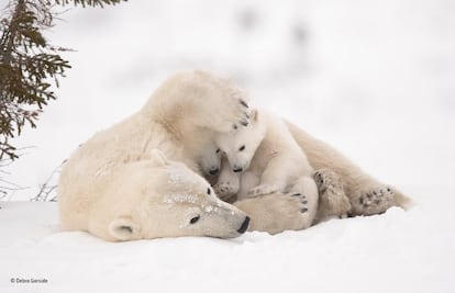 Cuando los osos polares salen de las madrigueras en primavera, los cachorros se quedan cerca de sus madres en busca de calor y protección. Pero una vez que son fuertes y se sienten seguros, caminan hacia el hielo marino con su progenitora para que esta pueda buscar focas. La fotógrafa Debra Garside esperó seis días cerca de la guarida de esta familia, en el parque nacional de Wapusk, en Canadá, para retratar el momento. Allí, las condiciones meteorológicas eran desafiantes, pues se enfrentó a temperaturas de hasta menos 55 grados con vientos fuertes.
