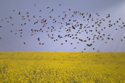 Una bandada de gorriones sobrevuela una plantación de cánola ya florecida.