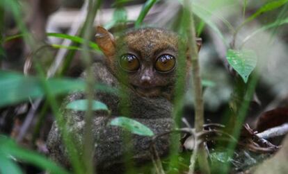 Un tarsier en el centro de conservación de Loboc, Filipinas.