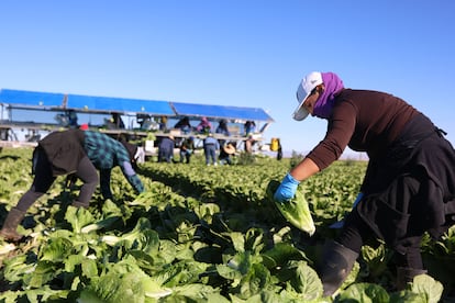 Agricultores cosechan lechuga en campo en Brawley California