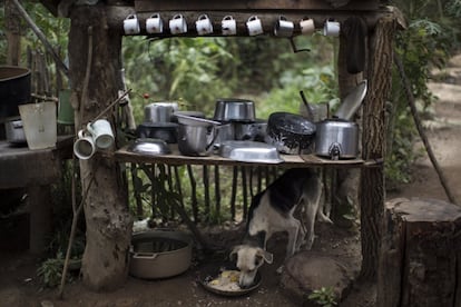 Un perro come debajo de una tabla utilizada para almacenar platos, tazas y ollas de los mineros en Areinha.
