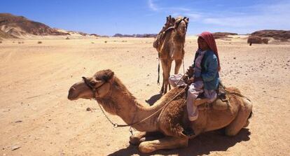 Un beduino monta un dromedario en el desierto.