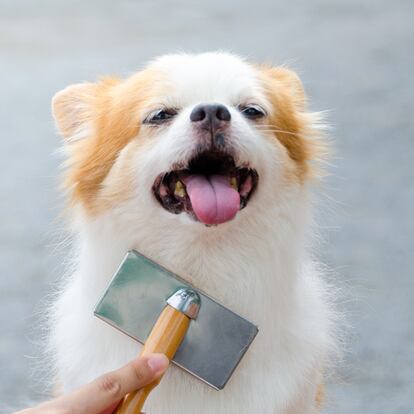 un perro con cara de disfrute mientras es cepillado por un humano.
