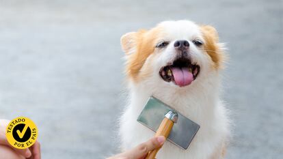 un perro con cara de disfrute mientras es cepillado por un humano.