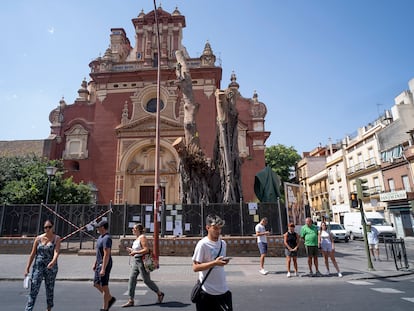 Ficus centenario del barrio de Triana en Sevilla, cubierto de mallas protectoras tras desaparecer el 70% de su estructura al ser mutilado.