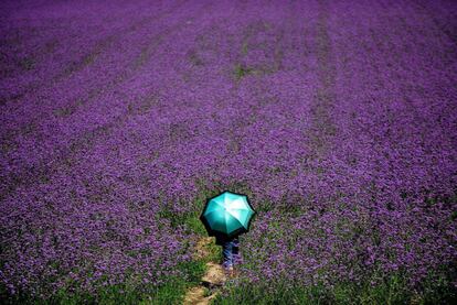 Campo de lavanda en Shenyang, China.