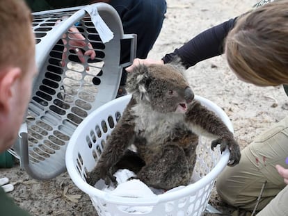 Koala rescatado en la isla Canguro durante los incendios el 15 de enero. es that swept through two weeks ago.