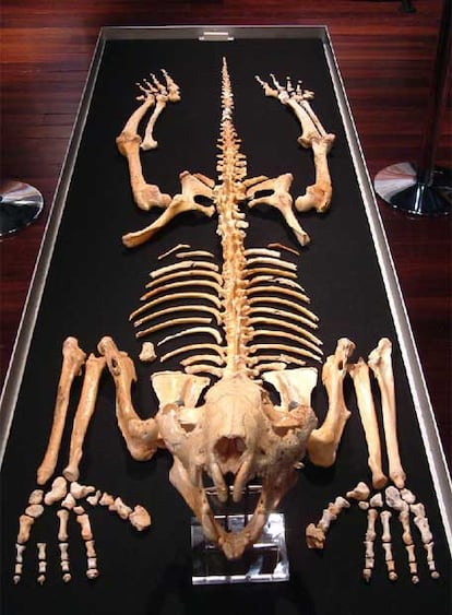 Vista del primer esqueleto completo del león marsupial Thylacoleo carnifex, hallado en una cueva bajo el desierto australiano de Nullarbor. Los científicos creen que los fósiles localizados corresponden a especies que vivieron hace entre 200.000 y 800.000 años, por lo que el hallazgo aporta información de gran valor al debate sobre las razones por las que se extinguieron tantos grandes mamíferos en Australia.