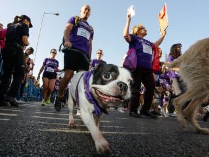 La VI edición de la carrera solidaria Perrotón, en favor de la adopción de animales, llena la Castellana de perros con sus respectivas familias humanas