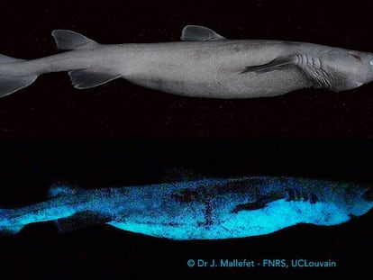 El tiburón carocho puede llegar a medir 180 cm y alcanzar un peso de 30 kg.