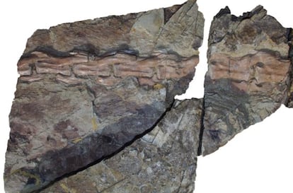 La cola con plumas del ‘Yutyrannus huali’ fosilizada.
