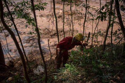 Bombeiro abre uma trilha pela mata durante as buscas por vítimas da tragédia de Brumadinho. 