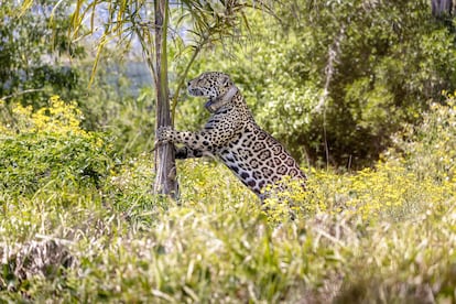 Un ejemplar de jaguar recuperado en la región de Iberá, Argentina.