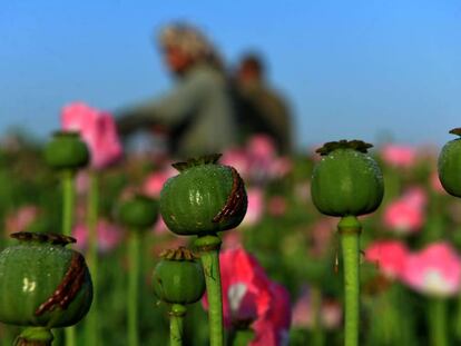 Cultivo de amapola en Afganist&aacute;n