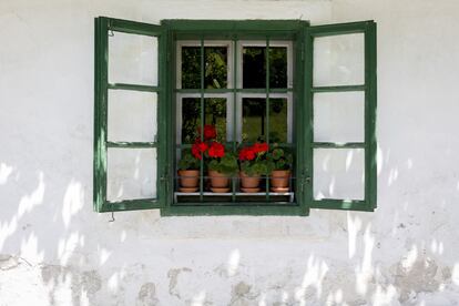 Pueden cultivarse en múltiples climas, pero es en España, y por supuesto en Andalucía, donde esta flor se convierte en santo y seña. Su resistencia y vistosidad la convierten en la planta indicada incluso para los jardineros más torpes. En los patios andaluces el geranio vive su apoteosis convertida en reclamo turístico, pero se encuentra por todo el país, alegrando las fachadas más grises y planas de Bilbao, Teruel o Mondoñedo.