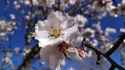 Almendros en flor de la localidad de Colmenar de Oreja, el pasado día 9.