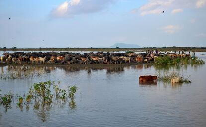 Pastores indios colocan a búfalos y vacas en una franja de tierra seca en la isla de Pagladia. durante las inundaciones en el río Brahmautra, a 30 km de Guwahati, el 28 de julio de 2016. 