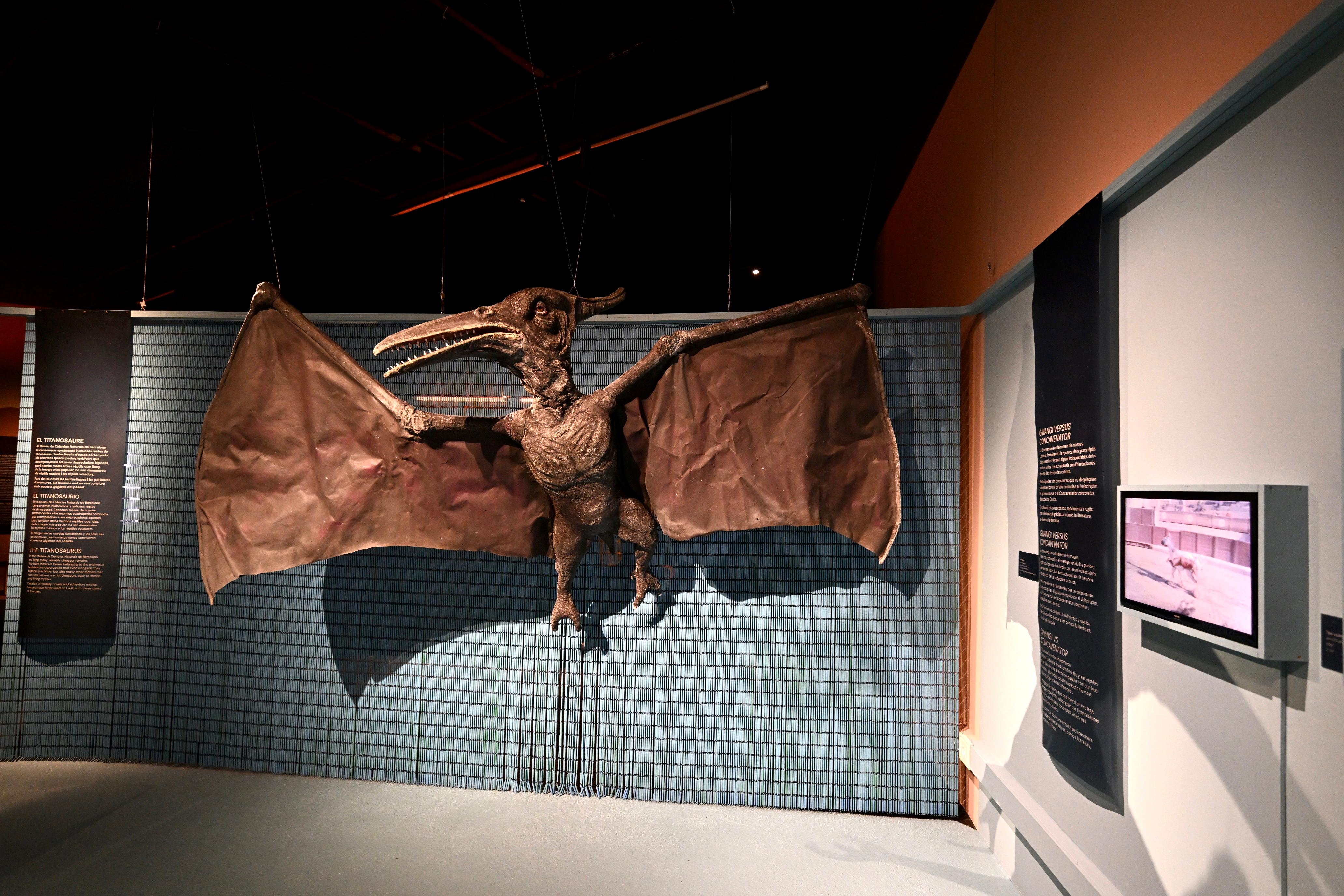 La sirena, el dodo y el pterodáctilo: el Museo de Ciencias Naturales de Barcelona hace visible lo invisible