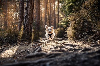 Perros bosque