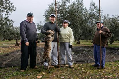 Los agricultores continúan con su trabajo. Según las asociaciones agrícolas de la zona, aún queda cerca de un mes de recogida de aceituna.