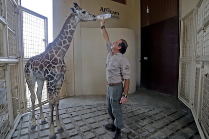 Una jirafa bebé es alimentada en Africam Safari, en Puebla, en enero de 2021.