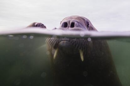 Unas morsas en el archipiélago de Svalbard (Noruega).