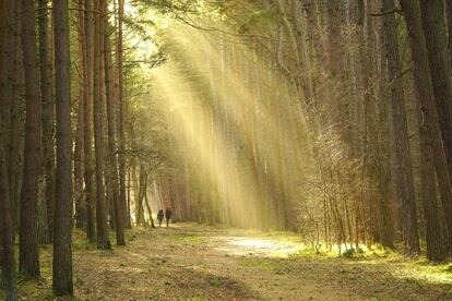 L’autor sap que una imatge es justifica per ella mateixa quan celebra els efectes de la pluja de setembre al bosc.