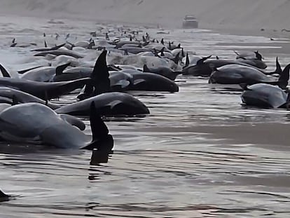 This photo provided by Huon Aquaculture, shows whales stranded at Macquarie Harbour in Strahan, Tasmania, Australia Wednesday, Sept. 21, 2022. About 230 whales have been stranded on Tasmania's west coast, just days after 14 sperm whales were found beached on an island off the southeastern coast. (Andrew Breen/Huon Aquaculture via AP)