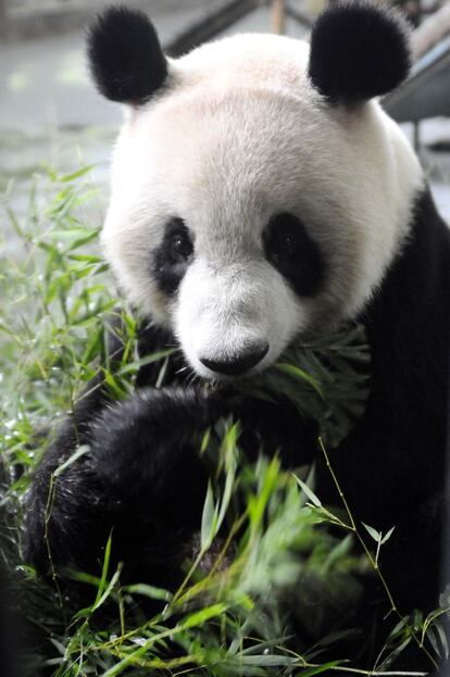 Los pandas son las estrellas del zoo y disfrutan de un espacio climatizado. El bambú que comen lo importan dos veces a la semana.