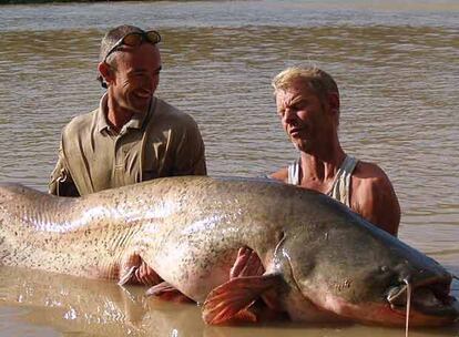 Carl Smith, a la izquierda, con un ejemplar de siluro de 102 kilos, el más grande pescado en España.