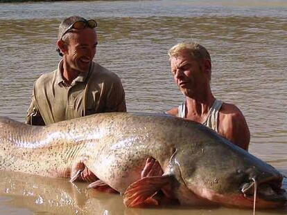 Carl Smith, a la izquierda, con un ejemplar de siluro de 102 kilos, el más grande pescado en España.